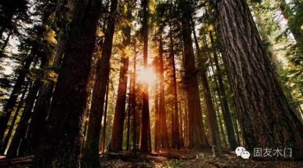 固友木門：講述一棵樹(shù)的故事